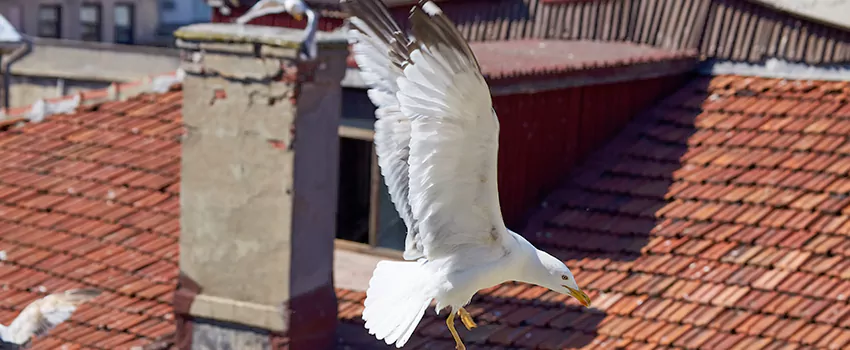 Residential Chimney Animal Removal Solution in Freeport, NY