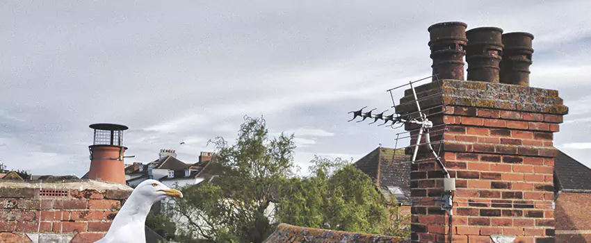 Chimney Cleaning And Restoration in Freeport, New York